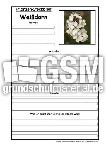 Pflanzensteckbrief-Weißdorn.pdf